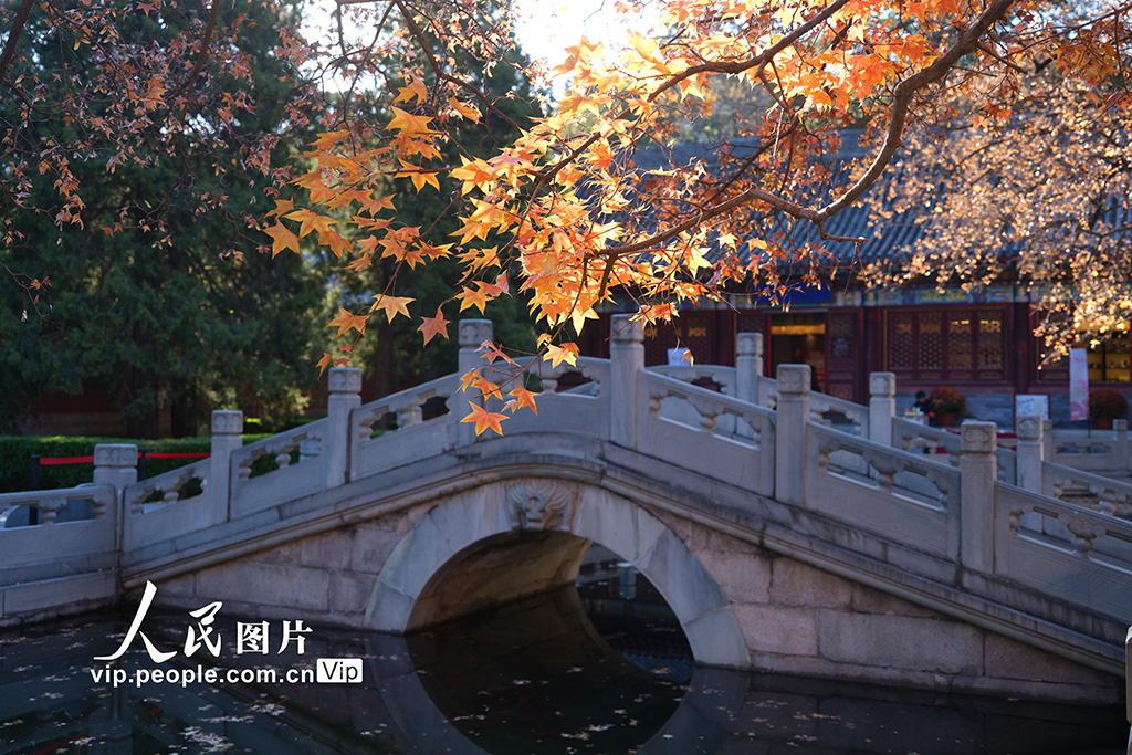 北京：香山秋景如畫(huà)醉游人