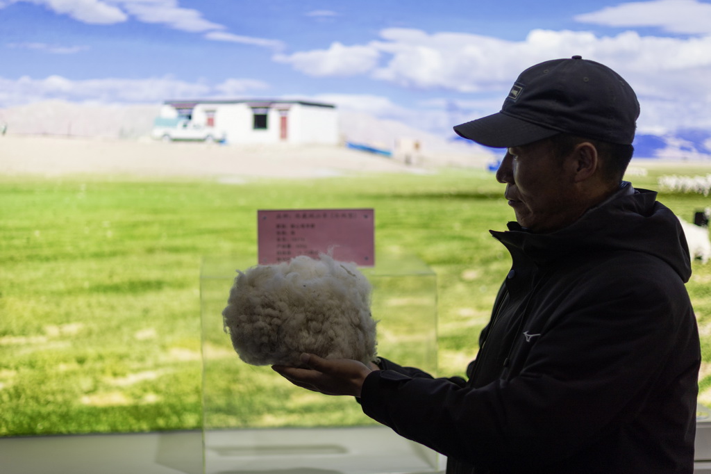 日土縣白絨山羊原種場(chǎng)場(chǎng)長(zhǎng)巴久在展示白山羊絨樣品（11月16日攝）。新華社記者 姜帆 攝