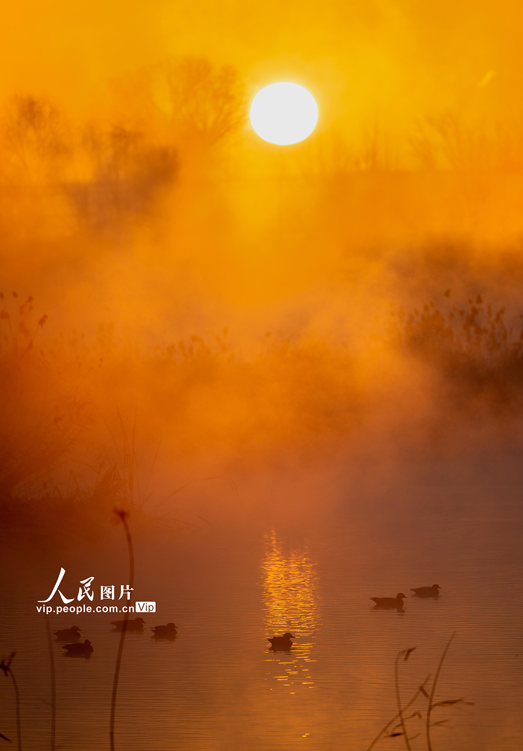 內(nèi)蒙古呼和浩特：“塞外千島湖” 候鳥舞翩躚【10】