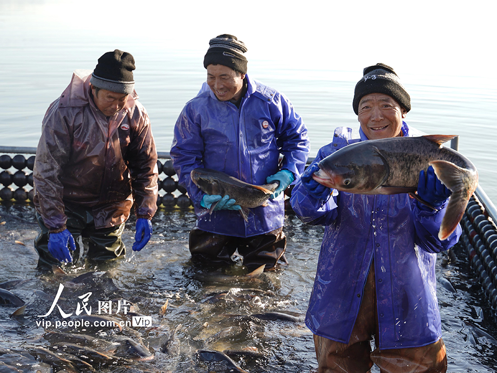 江蘇徐州：魚(yú)躍人歡冬捕忙【4】