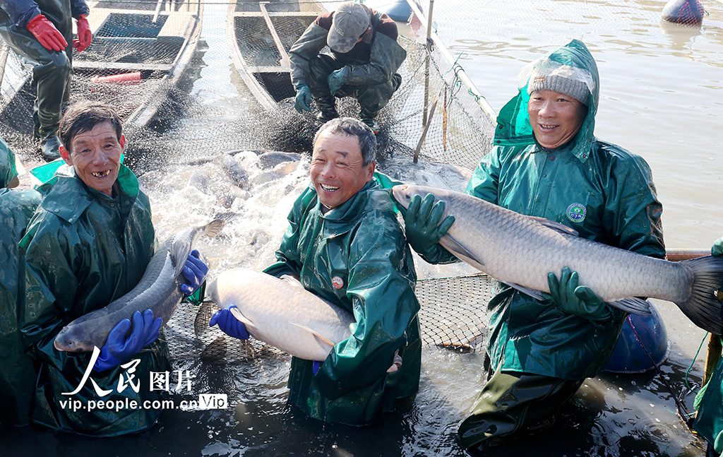 浙江德清：冬捕鮮魚(yú) 供應(yīng)市場(chǎng)【5】