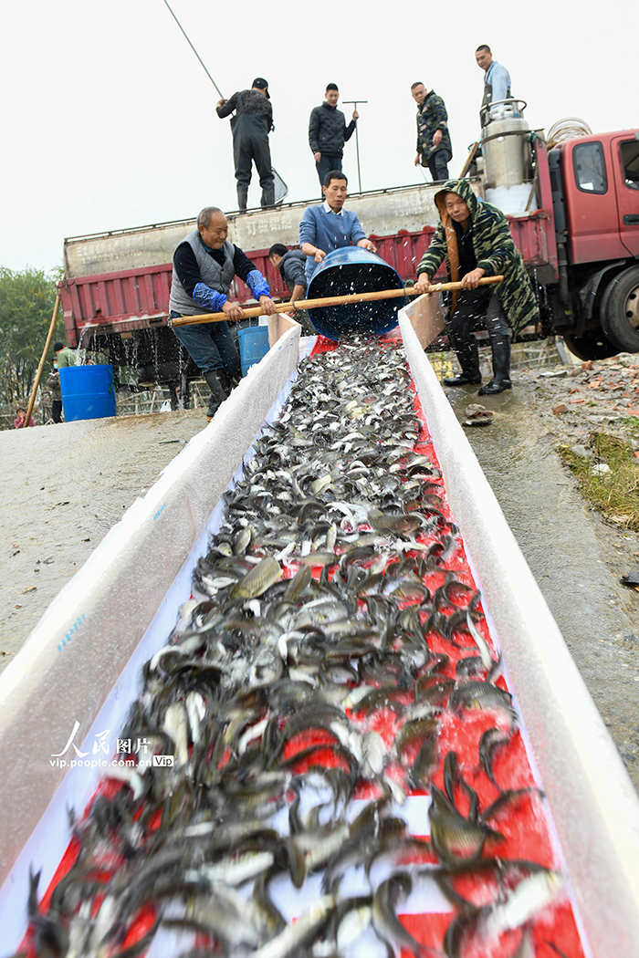四川閬中：60萬(wàn)尾長(zhǎng)江特有珍稀魚類苗種放流嘉陵江【3】