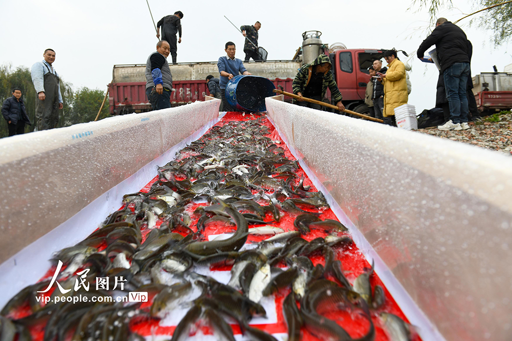 四川閬中：60萬尾長江特有珍稀魚類苗種放流嘉陵江【2】