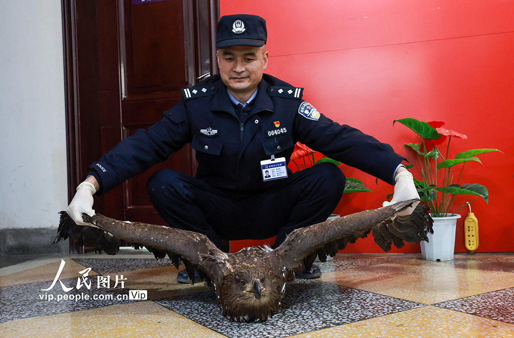 甘肅金塔：成功救助國(guó)家一級(jí)保護(hù)動(dòng)物草原雕【3】