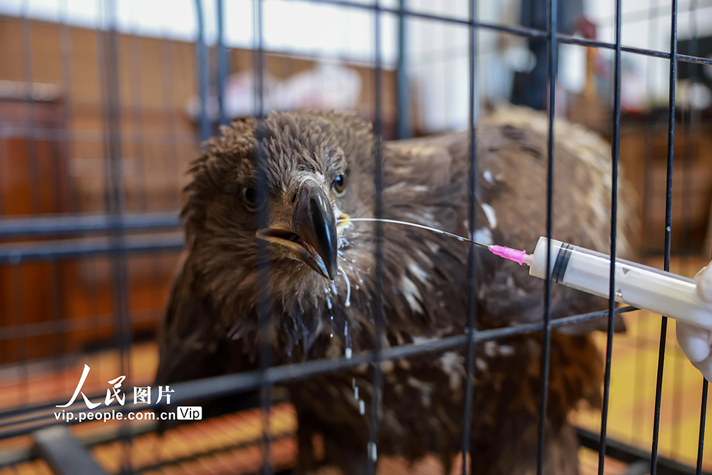 甘肅金塔：成功救助國家一級保護(hù)動物草原雕【4】