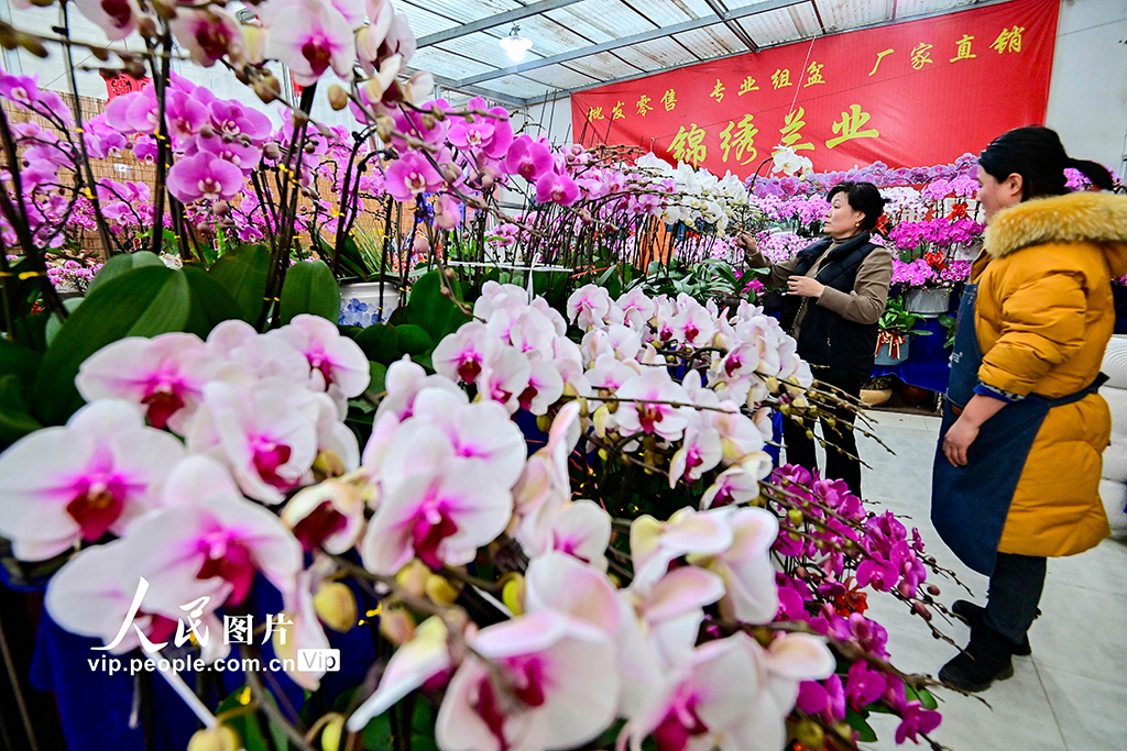 山東青州：新年臨近 鮮花俏銷(xiāo)