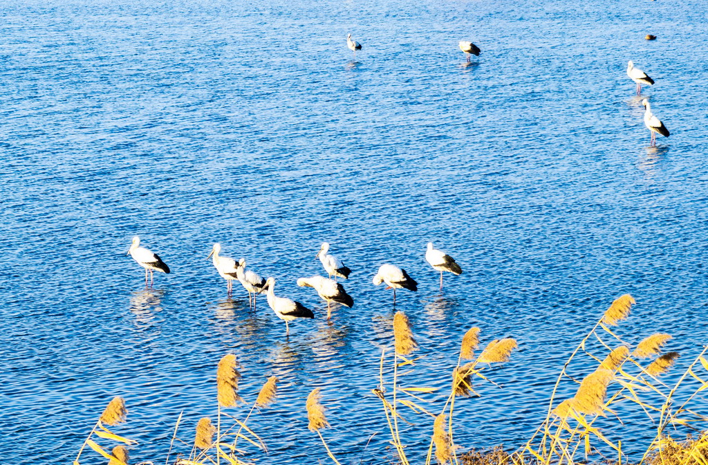 江蘇興化：“鳥界國寶”東方白鸛飛抵濕地越冬