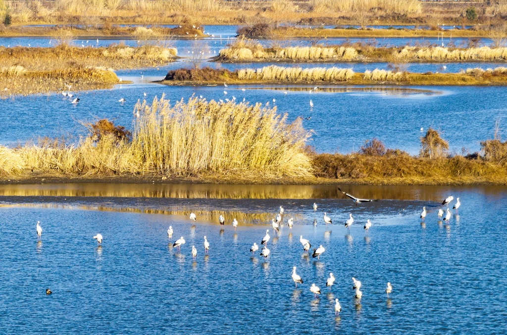12月30日，一群東方白鸛在江蘇興化里下河國家濕地公園內棲息、覓食（無人機照片）。