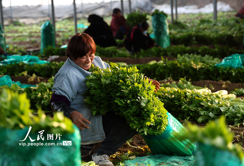 河南內(nèi)黃：蔬菜采收保供應