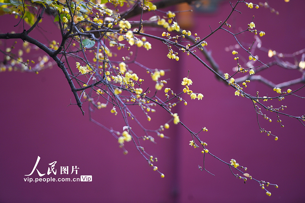 江蘇南京：小寒時(shí)節(jié)臘梅香【6】