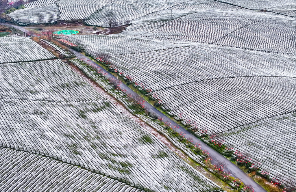 這是雪后的湄潭茶海景區(qū)（1月9日攝，無人機(jī)照片）。