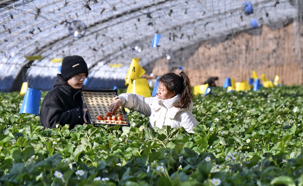 1月14日，村民在峰臺村一處智能溫室內(nèi)采摘成熟草莓。