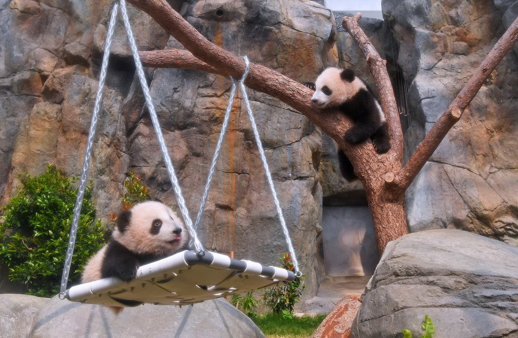 2月15日，大熊貓寶寶在香港海洋公園“大熊貓之旅”熊貓生活場(chǎng)館內(nèi)玩耍。