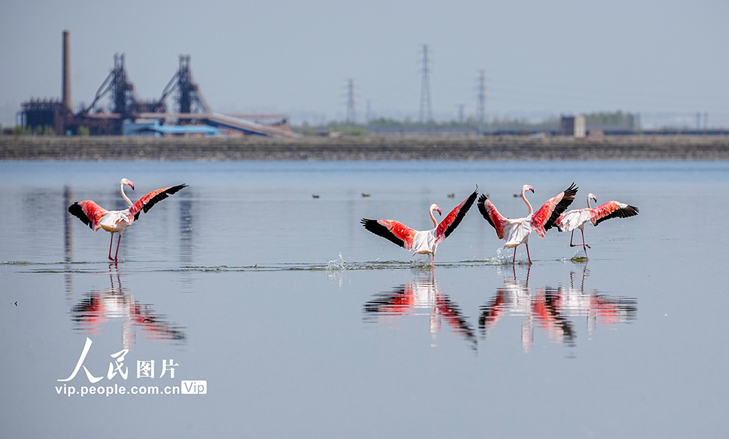 山西運城：鹽湖濕地火烈鳥舞翩躚