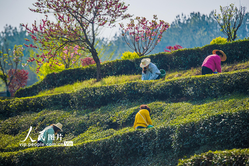 湖北英山：茶農(nóng)采茶忙【4】