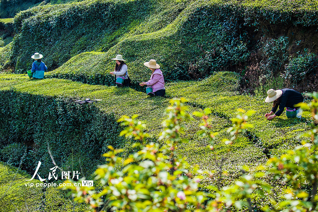 湖北英山：茶農(nóng)采茶忙【5】