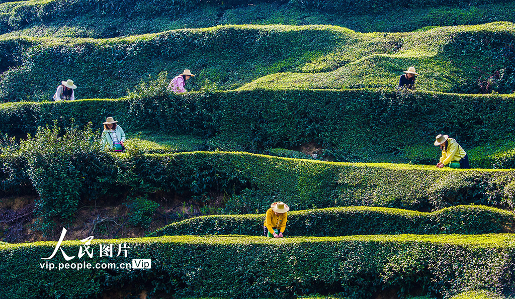湖北英山：茶農(nóng)采茶忙【3】