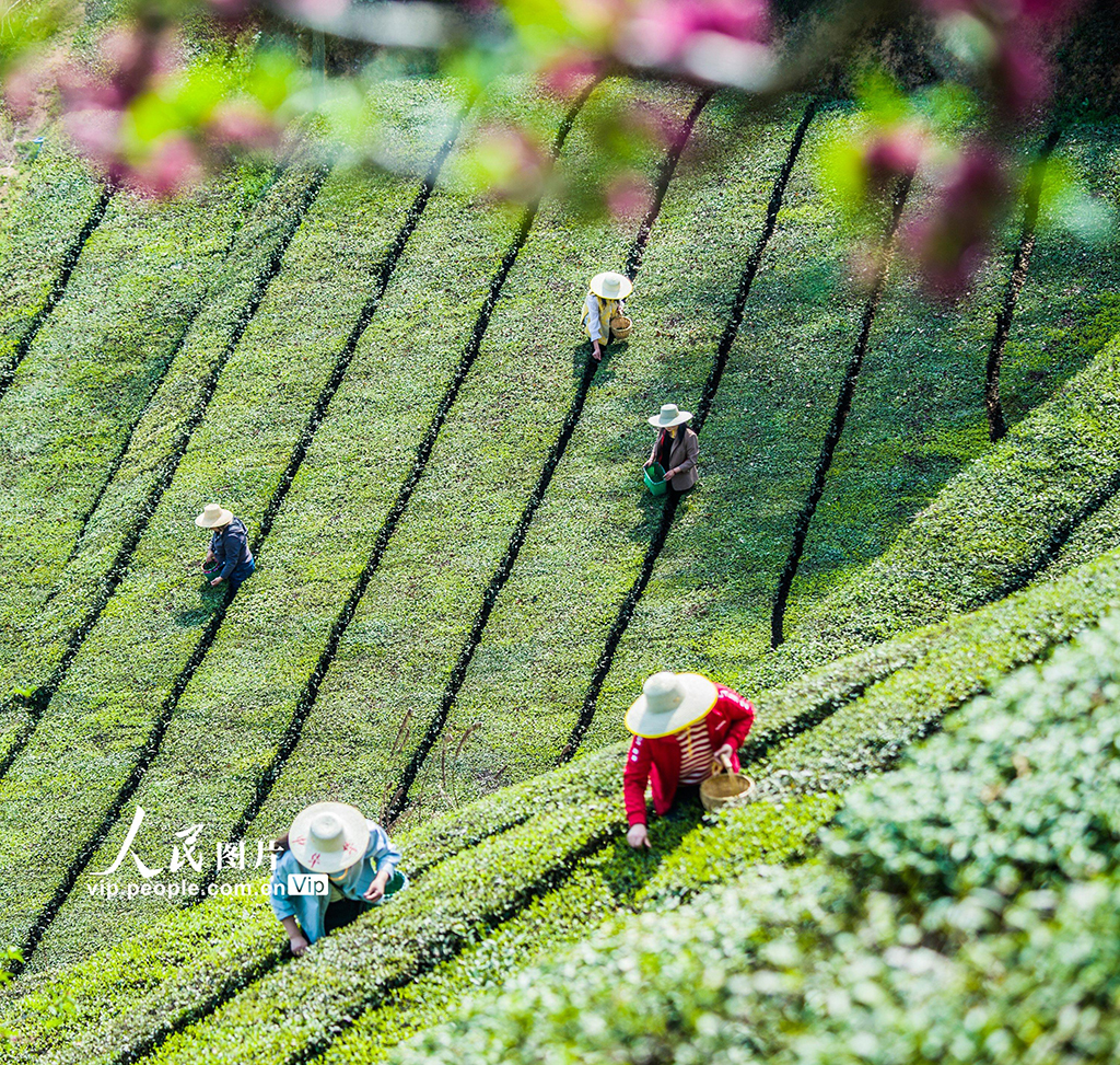 湖北英山：茶農(nóng)采茶忙【6】