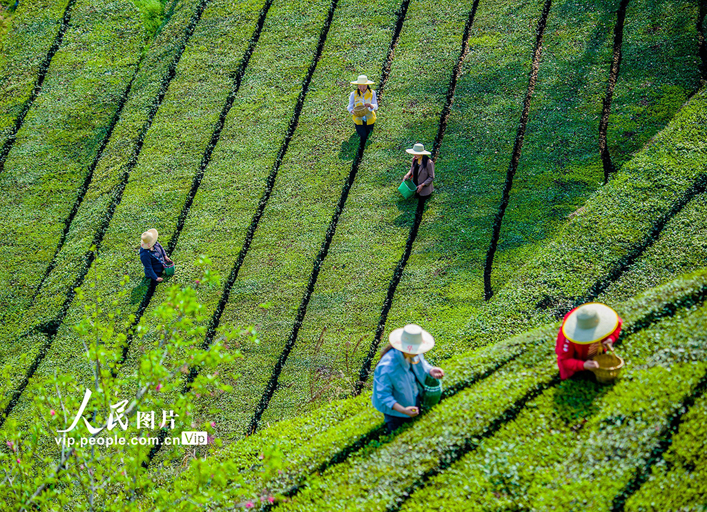 湖北英山：茶農(nóng)采茶忙