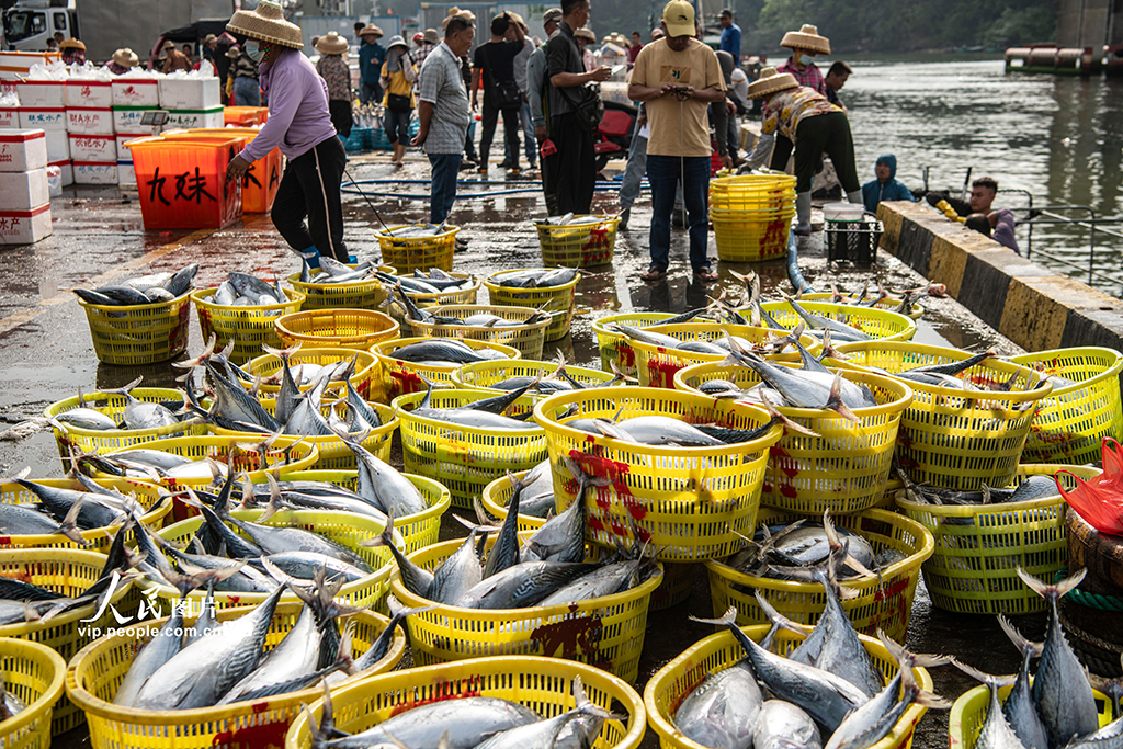 海南瓊海：南海春耕季 歸來魚滿艙