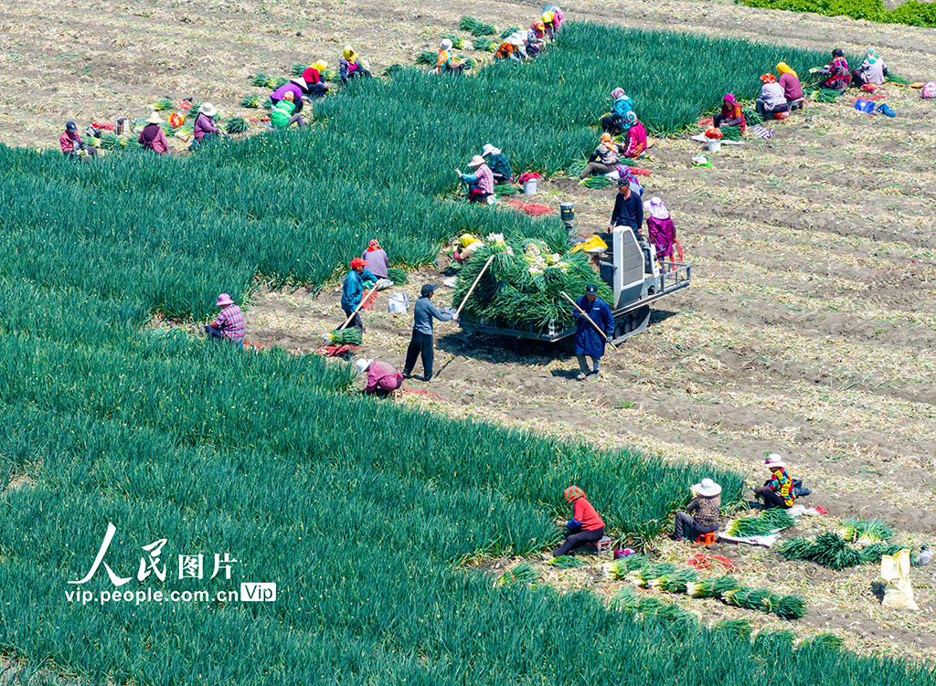 2025年4月6日，村民在江蘇省高郵市甘垛鎮(zhèn)橫涇社區(qū)一家庭農(nóng)場(chǎng)香蔥種植基地收獲香蔥。賀敬華攝（人民圖片網(wǎng)）