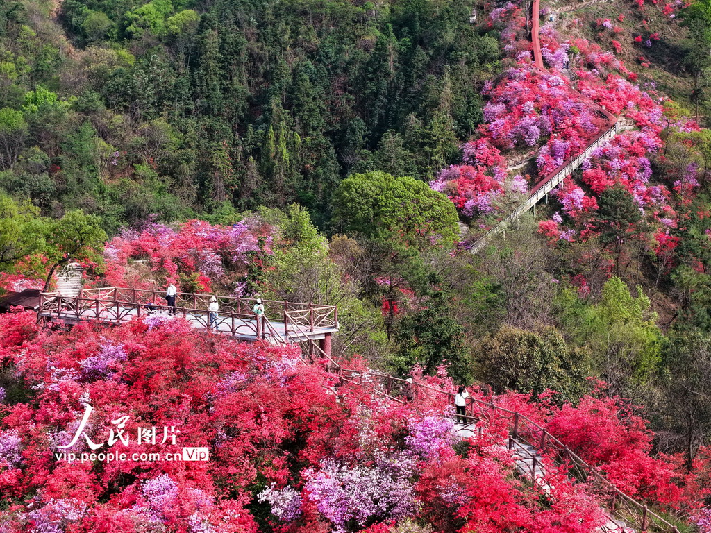 安徽岳西：杜鵑花開(kāi)醉游人【3】