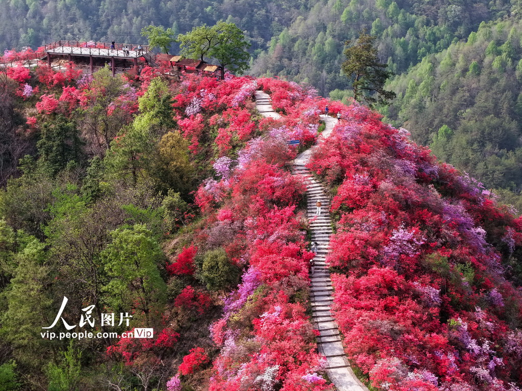 安徽岳西：杜鵑花開醉游人【4】