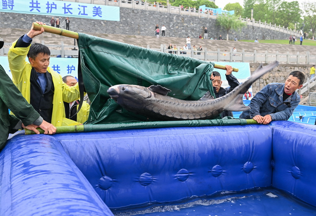 4月12日，工作人員將中華鱘投入放流裝置。