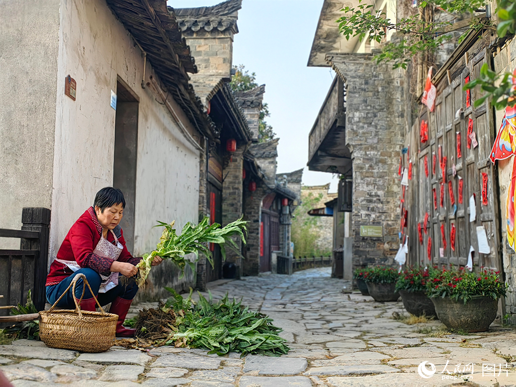 清晨，西河古鎮(zhèn)的居民坐在自家門前的小凳上，悠閑地?fù)裰鴱奈莺蟛说匦迈r采摘的萵筍。