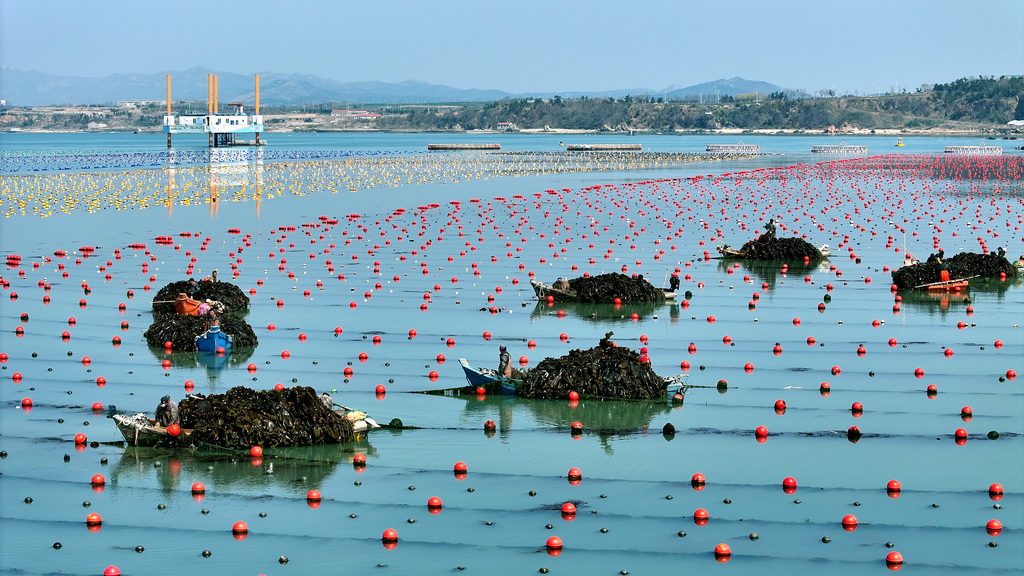 4月15日，在山東省榮成市愛倫灣海洋牧場，漁民在收獲海帶（無人機(jī)照片）。新華社發(fā)（楊志禮攝）