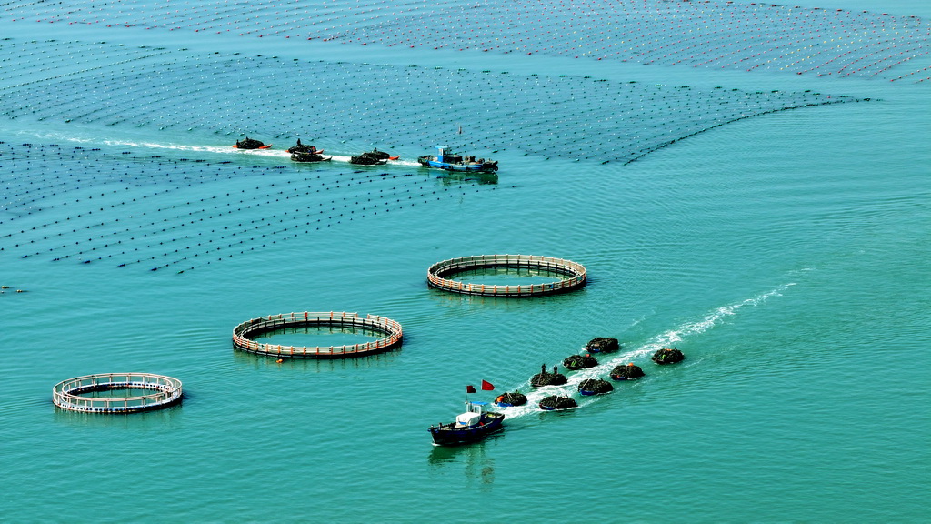 4月15日，在山東省榮成市愛倫灣海洋牧場，漁民在運送收獲的海帶（無人機照片）。新華社發(fā)（楊志禮攝）