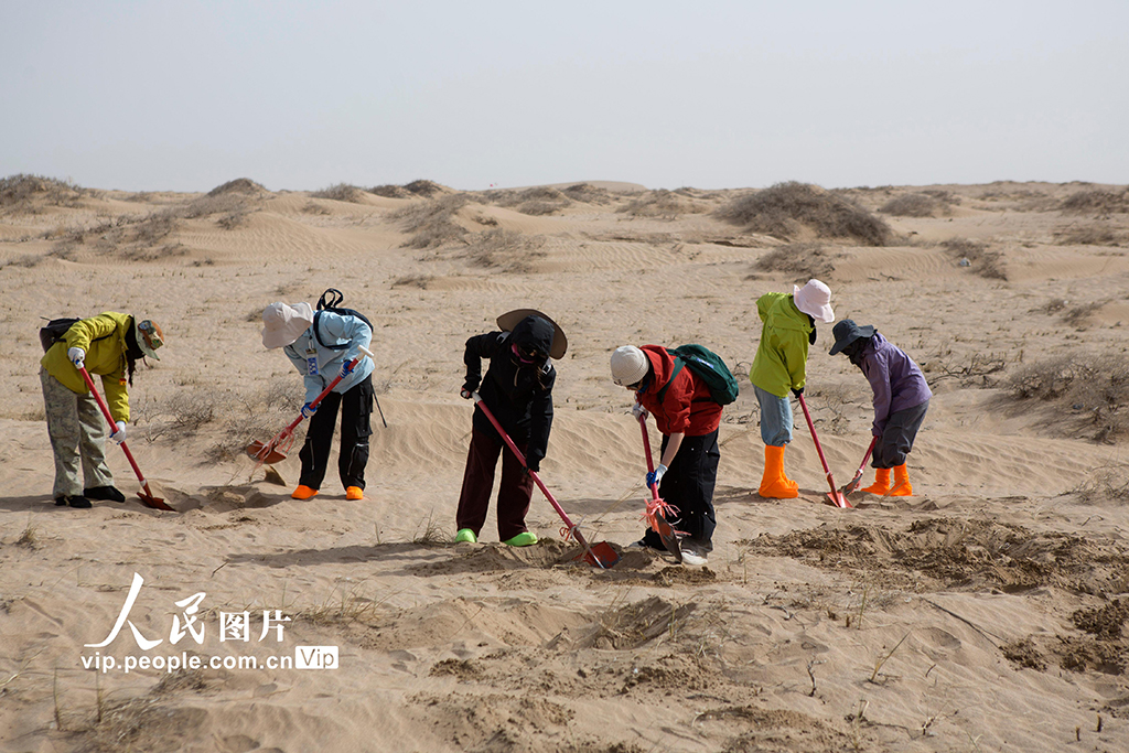 甘肅民勤：“請(qǐng)到民勤種棵樹”公益治沙活動(dòng)如火如荼