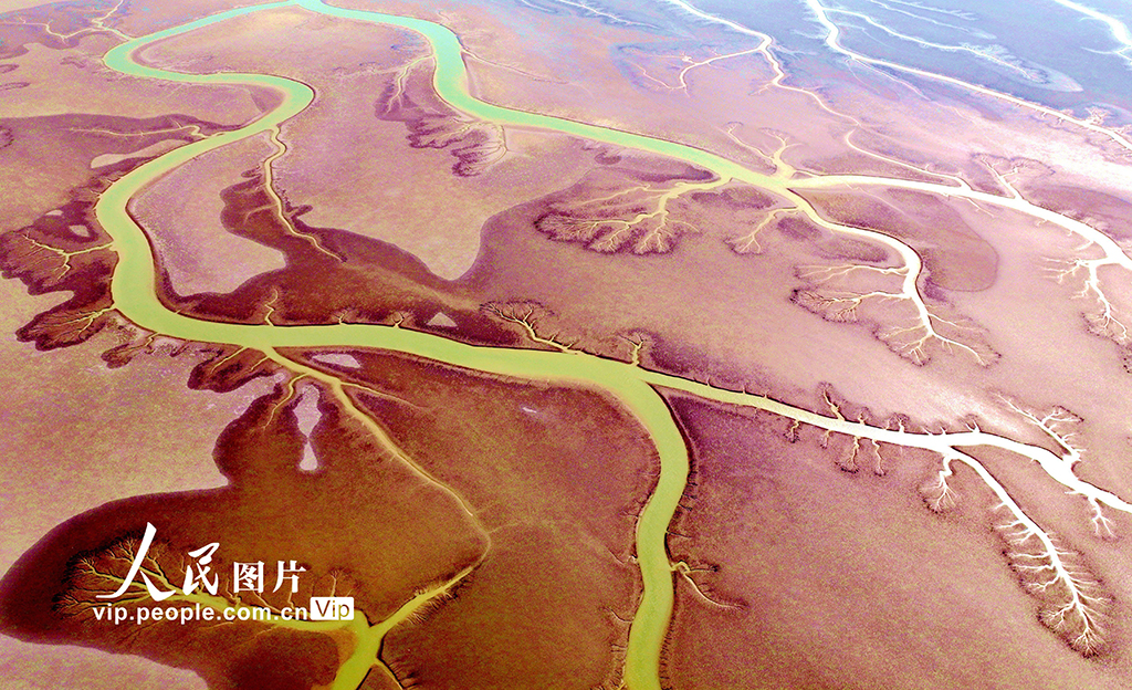 山東東營：生態(tài)濕地美如畫【4】