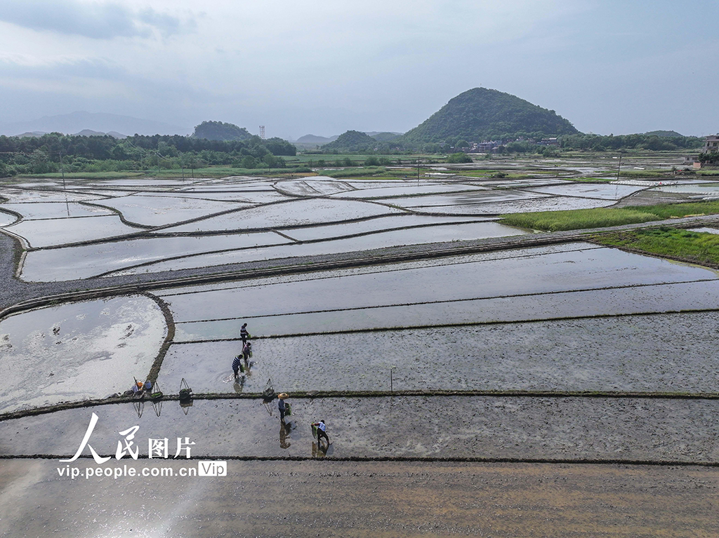 湖南道縣：早稻栽插 田間繪新景【2】
