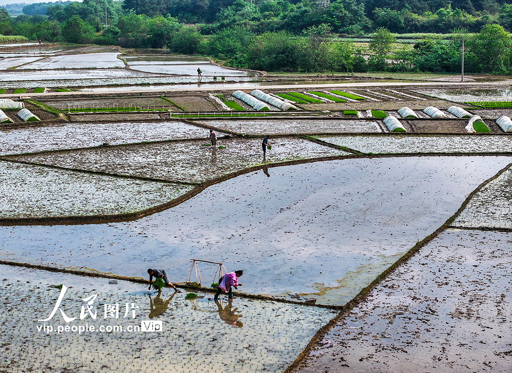 湖南道縣：早稻栽插 田間繪新景