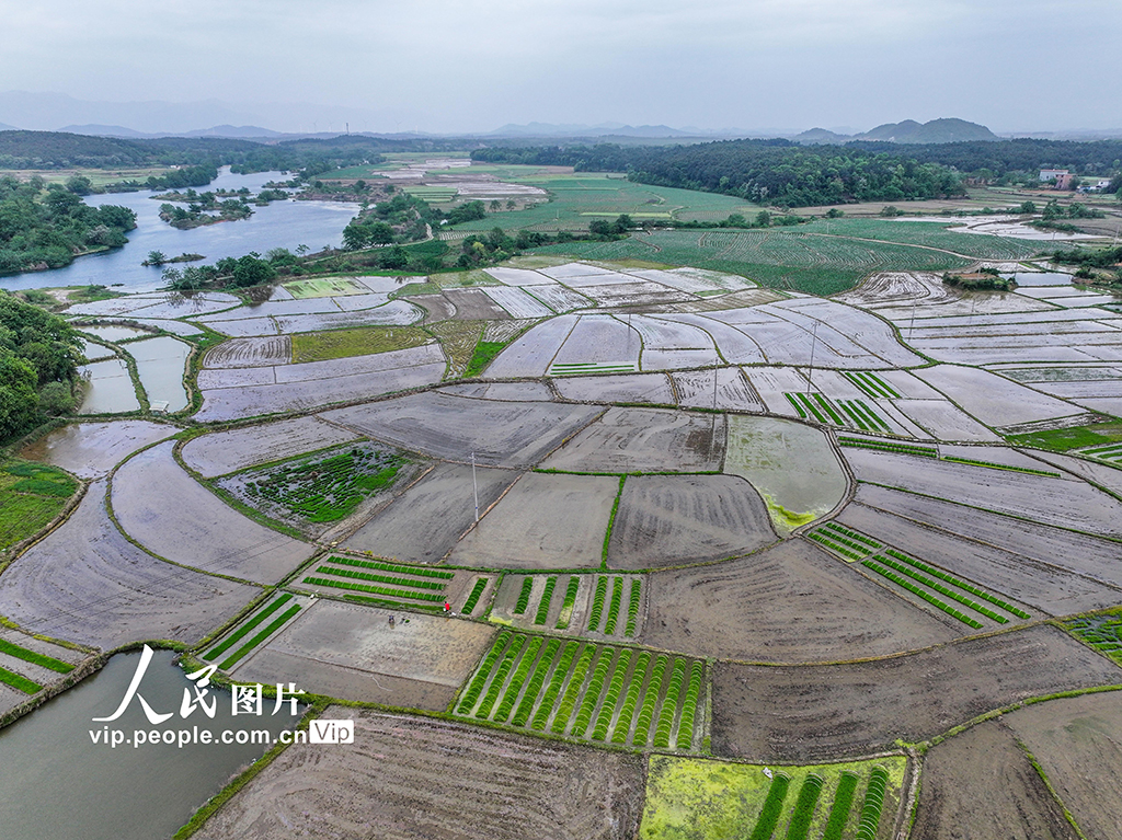 湖南道縣：早稻栽插 田間繪新景【3】