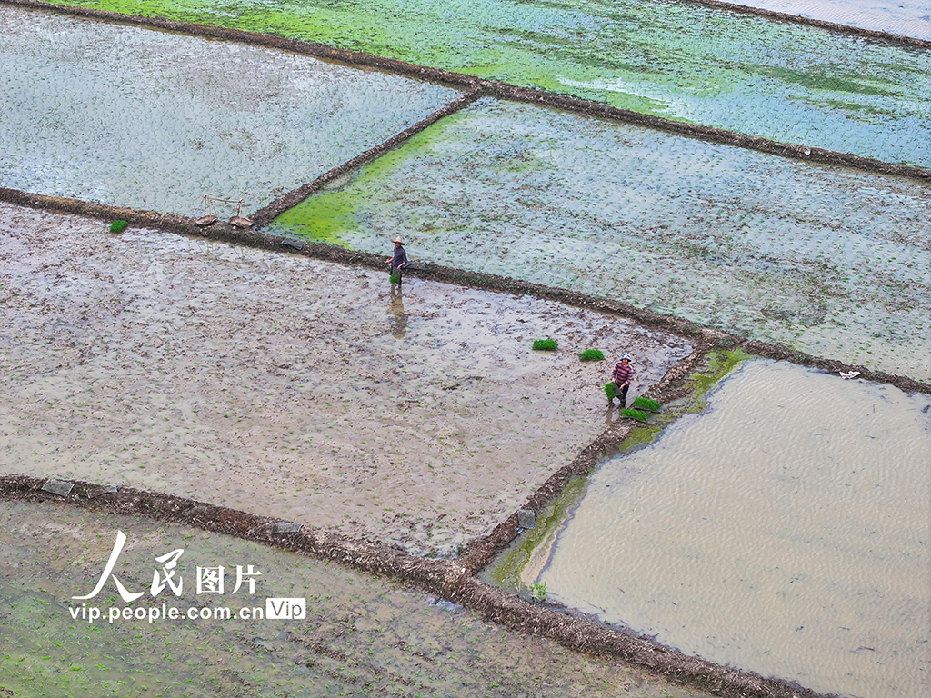 湖南道縣：早稻栽插 田間繪新景【5】