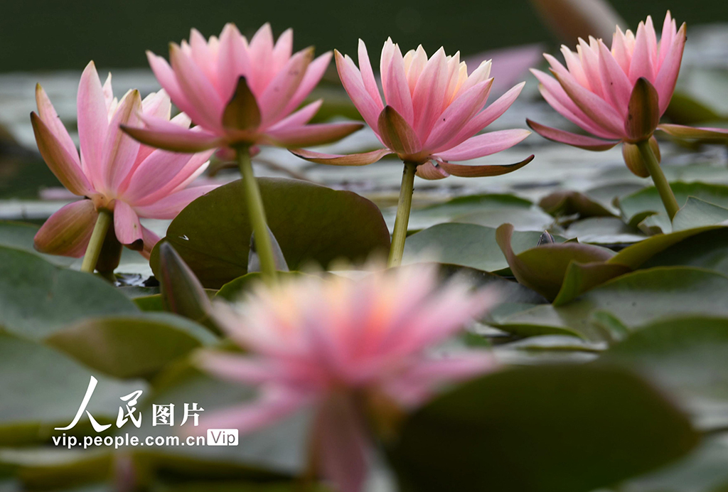 浙江杭州：睡蓮綻放宛如“莫奈花園”【3】