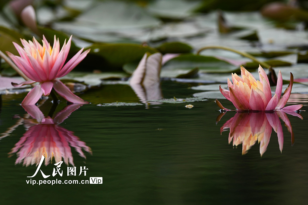 浙江杭州：睡蓮綻放宛如“莫奈花園”【5】