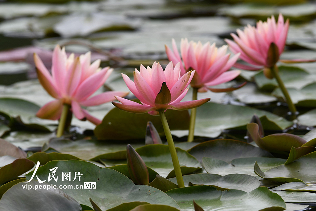 浙江杭州：睡蓮綻放宛如“莫奈花園”【6】