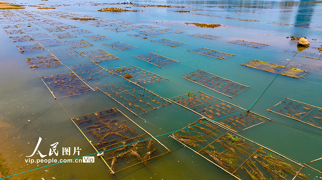 廣西梧州：人工魚巢為魚兒安家