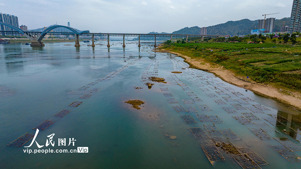 廣西梧州：人工魚巢為魚兒安家【4】