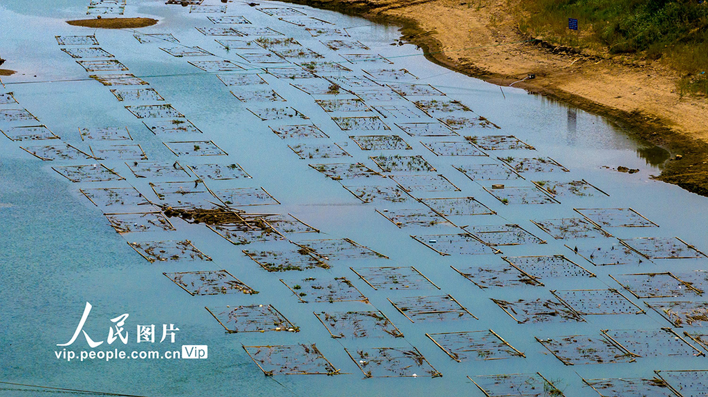 廣西梧州：人工魚巢為魚兒安家【6】