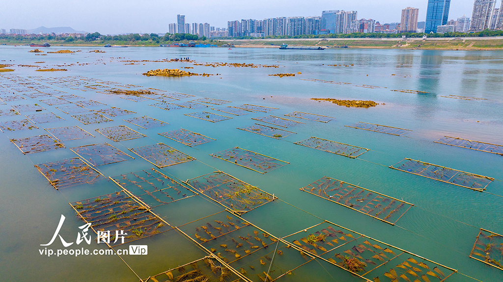 廣西梧州：人工魚巢為魚兒安家【7】