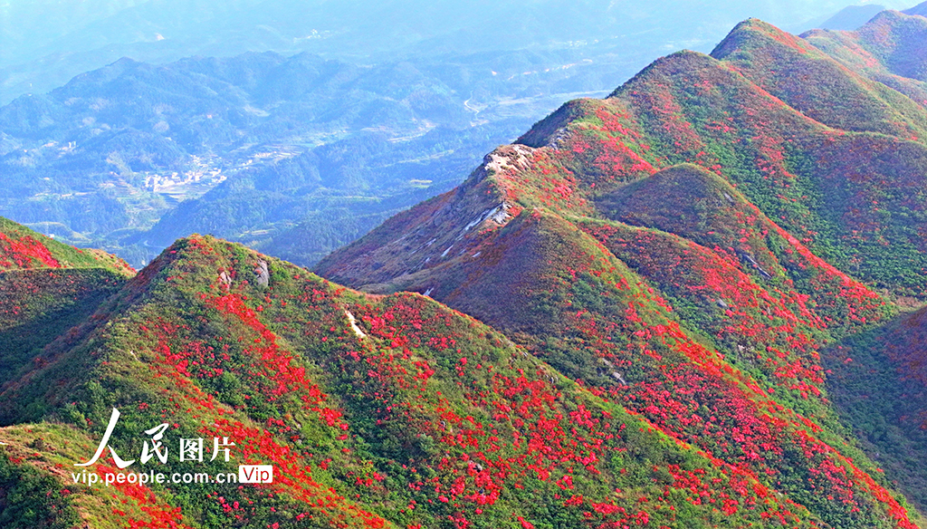 湖南常寧：杜鵑盛開 如云似霞