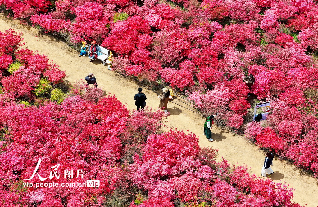山東青島：杜鵑花海迎客來(lái)