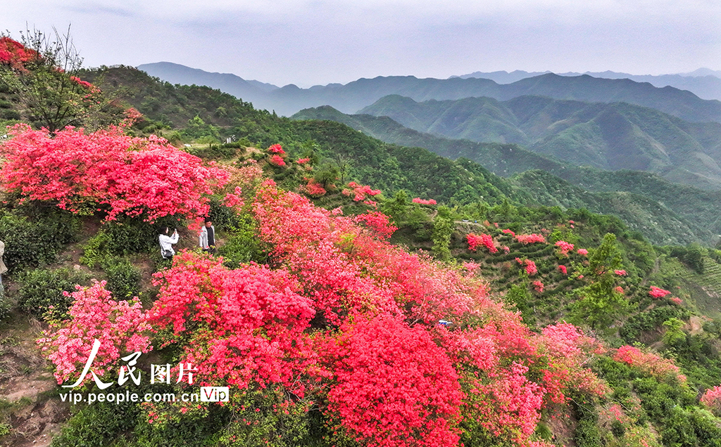 安徽旌德：茶園盛開映山紅【2】