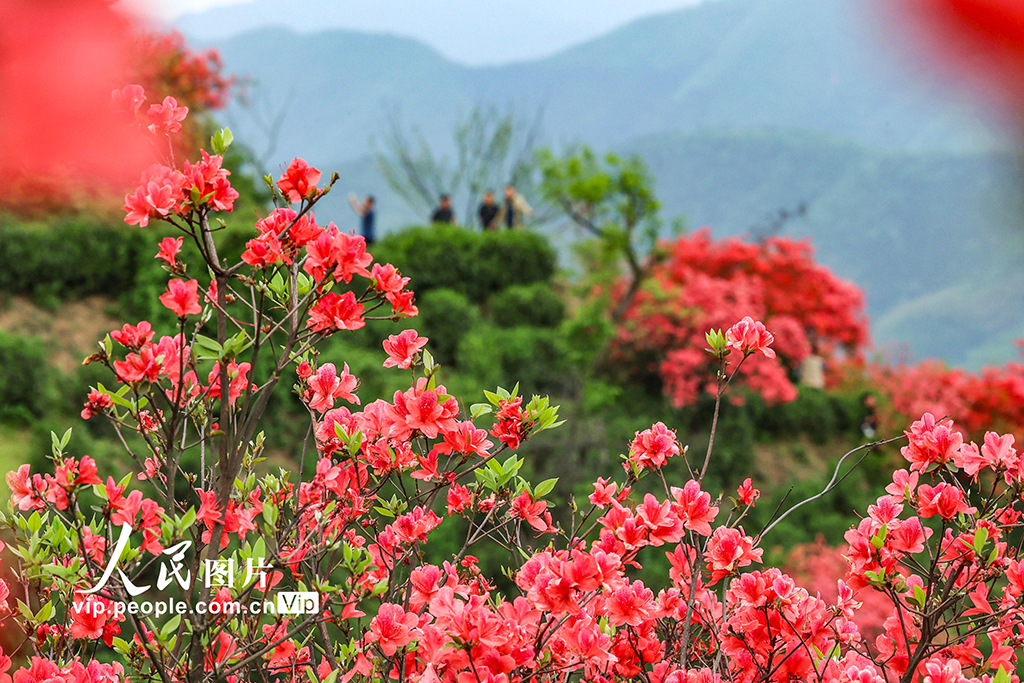 安徽旌德：茶園盛開映山紅【6】