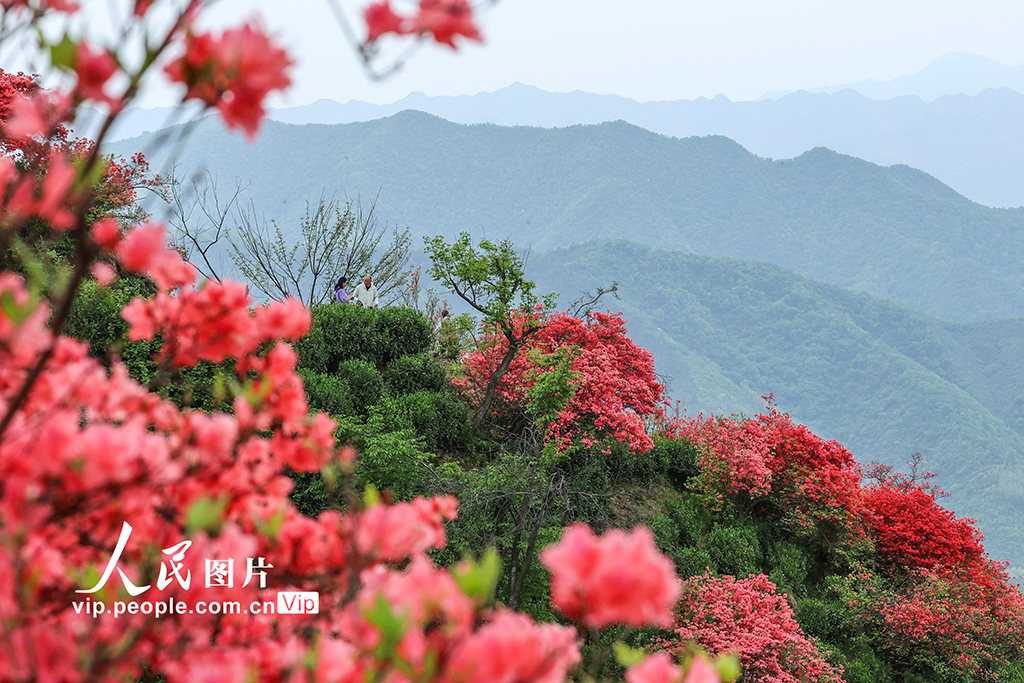 安徽旌德：茶園盛開(kāi)映山紅【7】