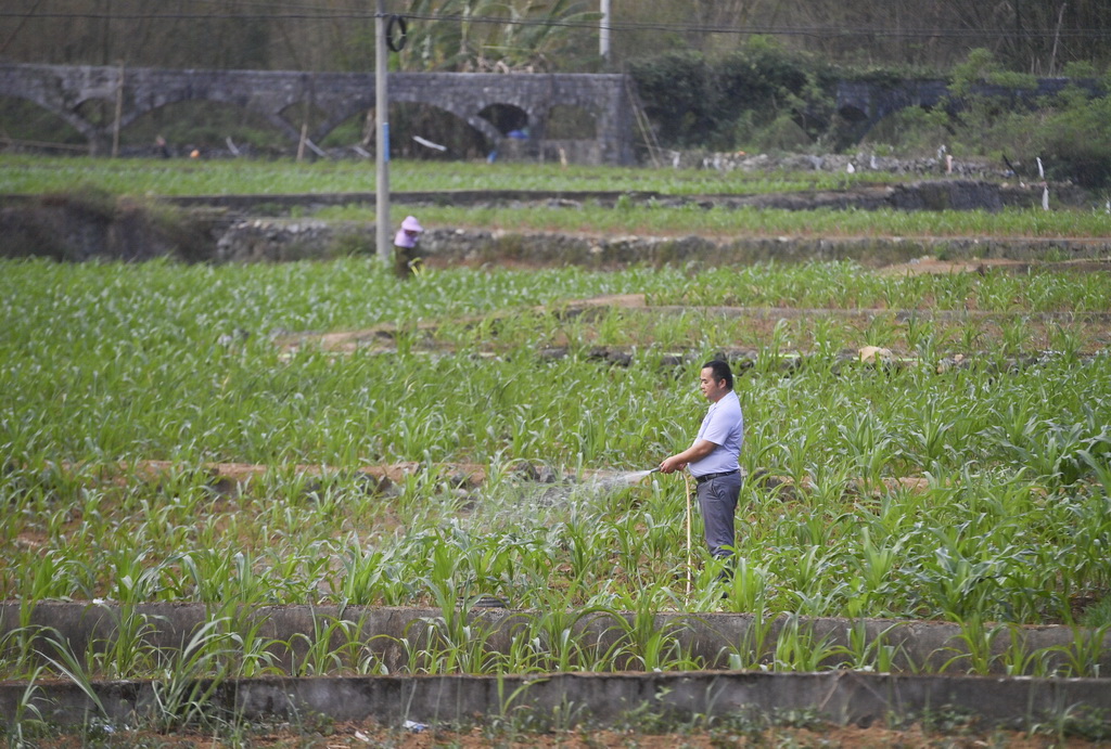 4月21日，廣西都安瑤族自治縣地蘇鎮(zhèn)上節(jié)村村民在給玉米澆水。